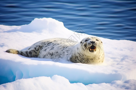 张嘴的海豹户外捕食者高清图片