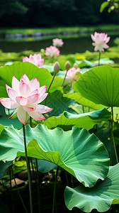 池塘里的荷花图片