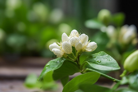 茉莉花图片