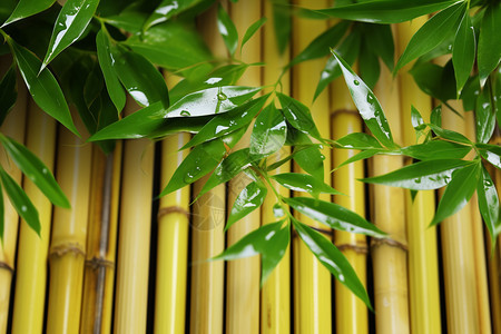竹子上绿色的竹叶图片