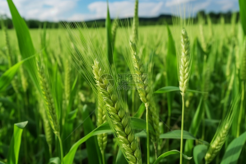 农业的粮食麦穗图片