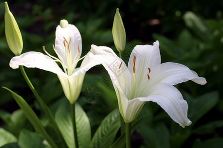 美丽的百合花朵图片