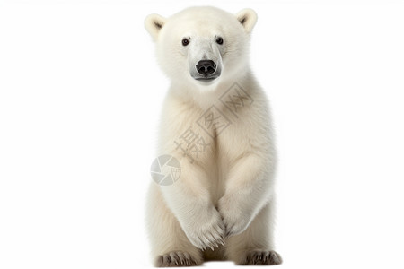 凶猛的北极熊图片