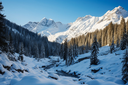 白雪覆盖的森林景观图片