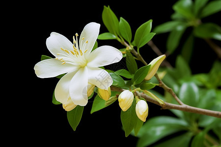 盛开的茉莉花朵图片