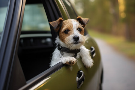 吉普车上的小狗图片