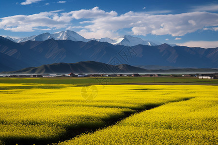 乡村的风景背景图片