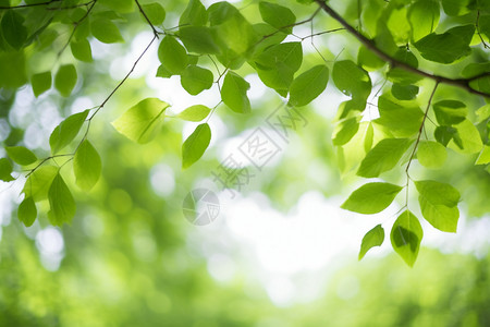 高清植物图片