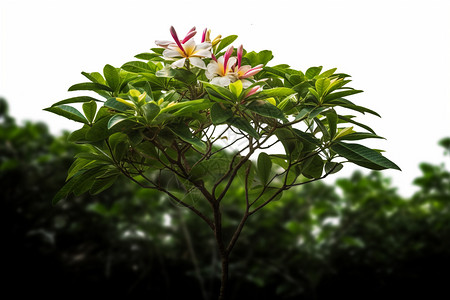 孤独的鸡蛋花背景图片