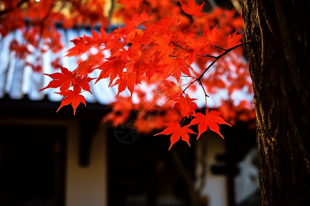 秋季枫树的特写镜头背景图片