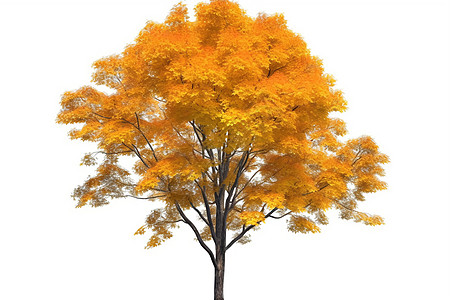 金色的枫树背景图片