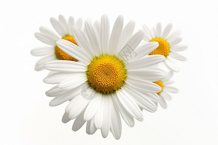 白色的小菊花图片