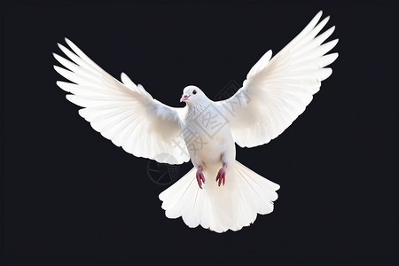 飞翔鸽子飞行的白鸽背景