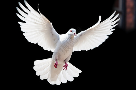 飞翔的鸽子飞翔的白鸽背景
