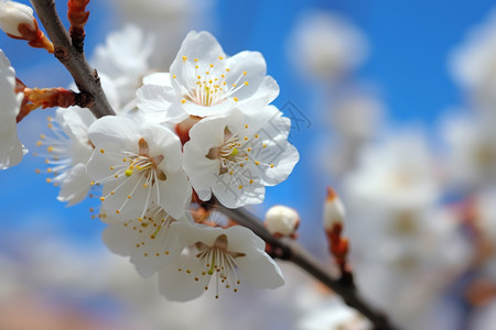 白色的杏花图片