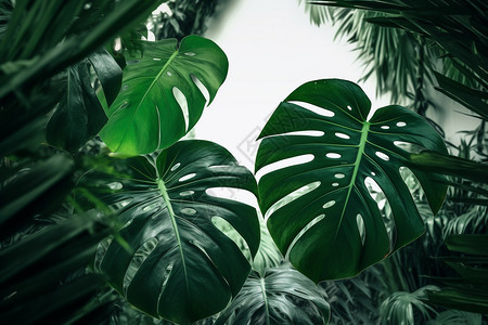 新鲜绿色的植物图片