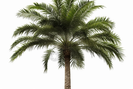热带的植物棕榈树图片