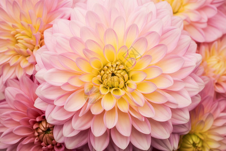 粉红色精致漂亮菊花背景图片