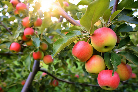 树木上成熟的苹果高清图片