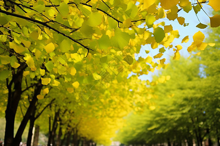 户外绿色的银杏树叶背景图片