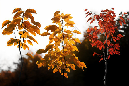 秋天的树木树枝图片