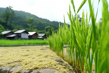 农村水田种植的水稻图片