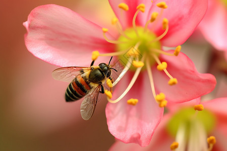 小蜜蜂在采花蜜图片