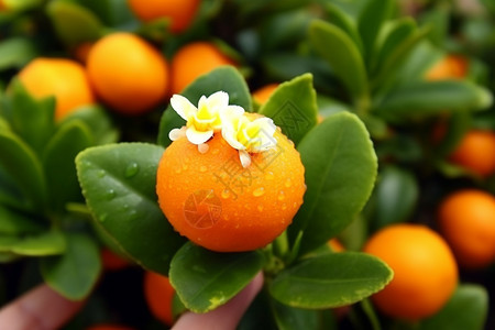 香甜的柑橘图片