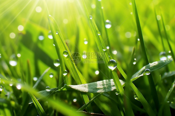 青草上的雨滴图片
