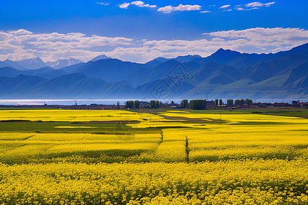 油菜花海背景图片