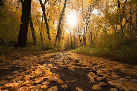 秋天的树林道路图片