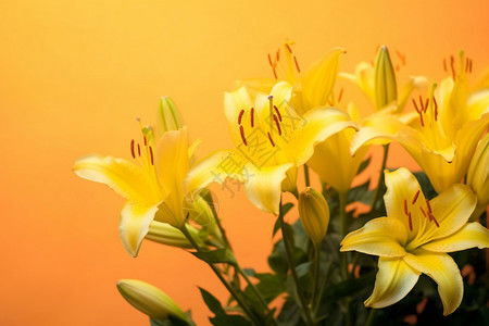 百合花花束图片