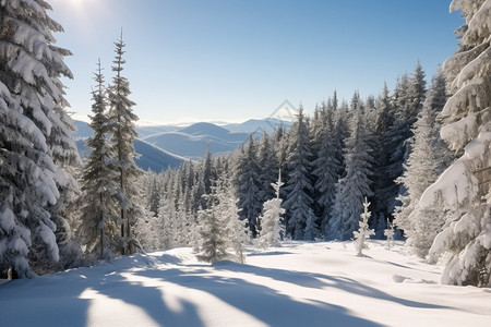 阳光下的树户外下暴雪的森林背景