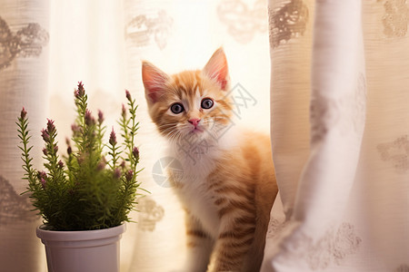 俏皮可爱的小猫咪图片