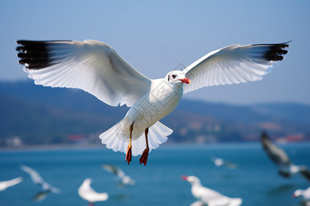 翱翔在蓝天的海鸥图片