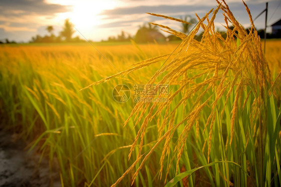 成熟的小麦田图片