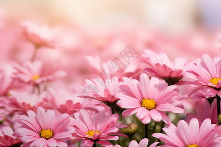 美丽的粉色鲜花图片