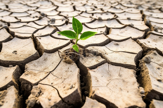 植物在干涸的土地上发芽图片