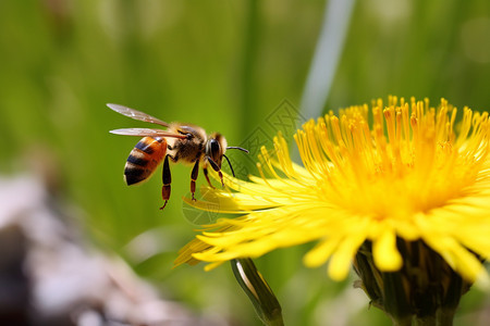 小蜜蜂在黄色花朵上图片