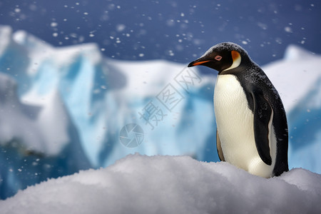 冬季雪漫步独漫步在雪地上的企鹅背景