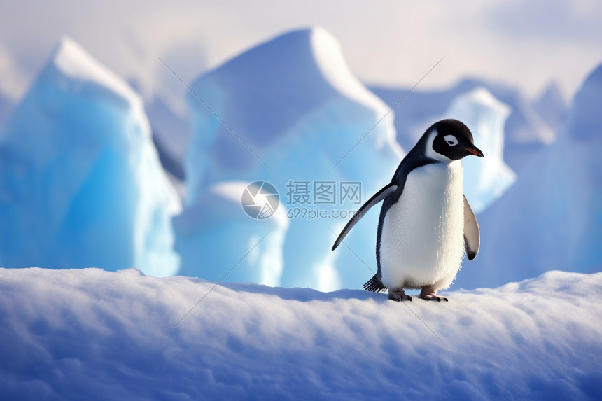 企鹅的羽毛可以御寒图片
