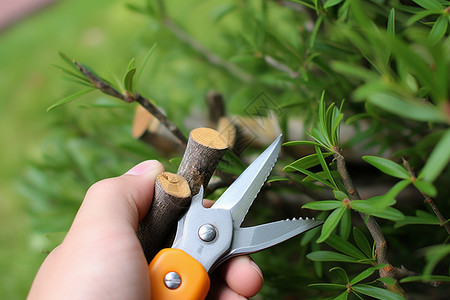 修剪树枝的园艺工人图片