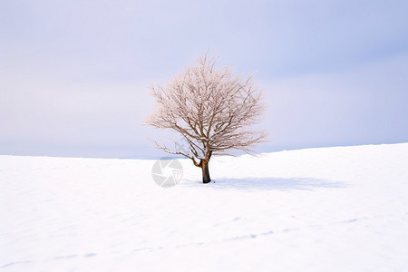 冬天雪地的美丽景观图片