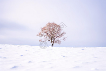 冬天大草原的自然景观图片