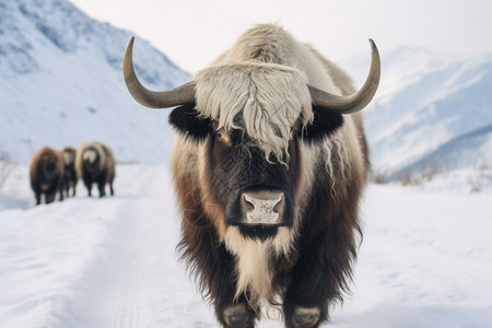 冬天的牦牛图片