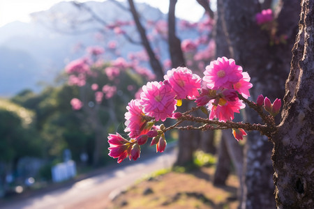 桃花盛开图片