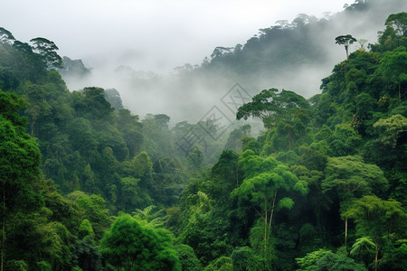 深山云雾雾蒙蒙的深山背景