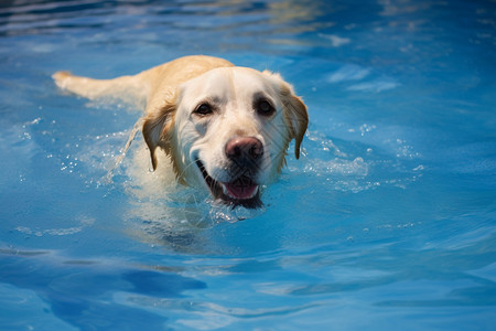 小狗欢快的在游泳图片