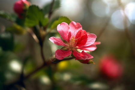 春季绽放的花朵图片