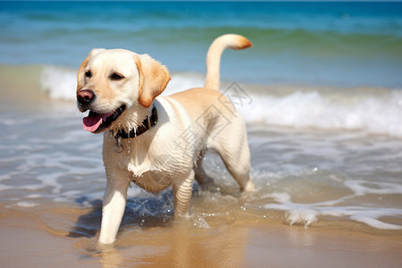 白色小狗在海中玩耍图片